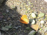 IMG_0471