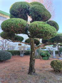 カイズカイブキ