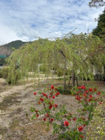 IMG_0768