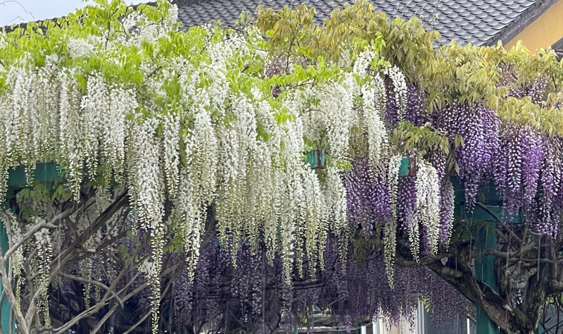 画像 -20250509-001431-75037d2b