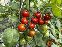 Image (3)